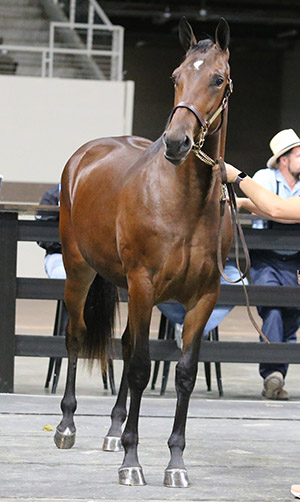Midwest Standardbred Horse Sale